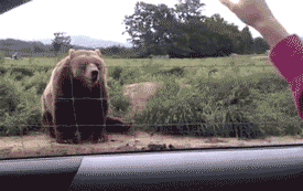 Say hi like this bear